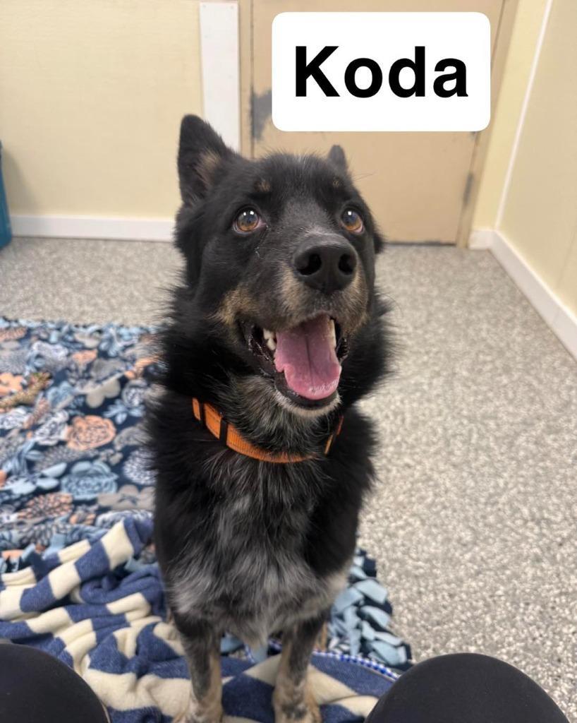 Koda
