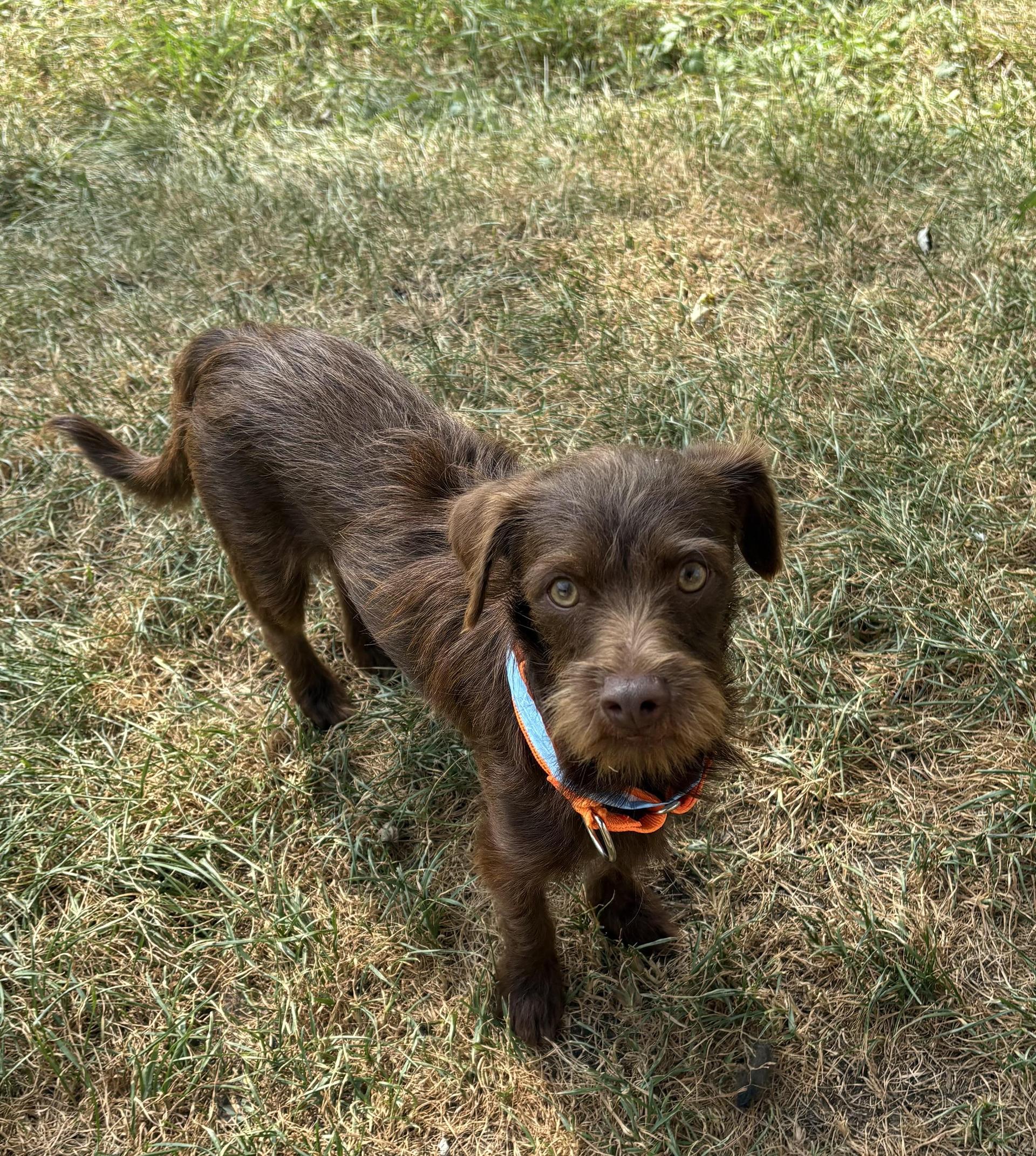 A baby medium-sized male Brown / Chocolate Wirehaired Pointing Griffon dog named Dexter for adoption in Union Grove, WI