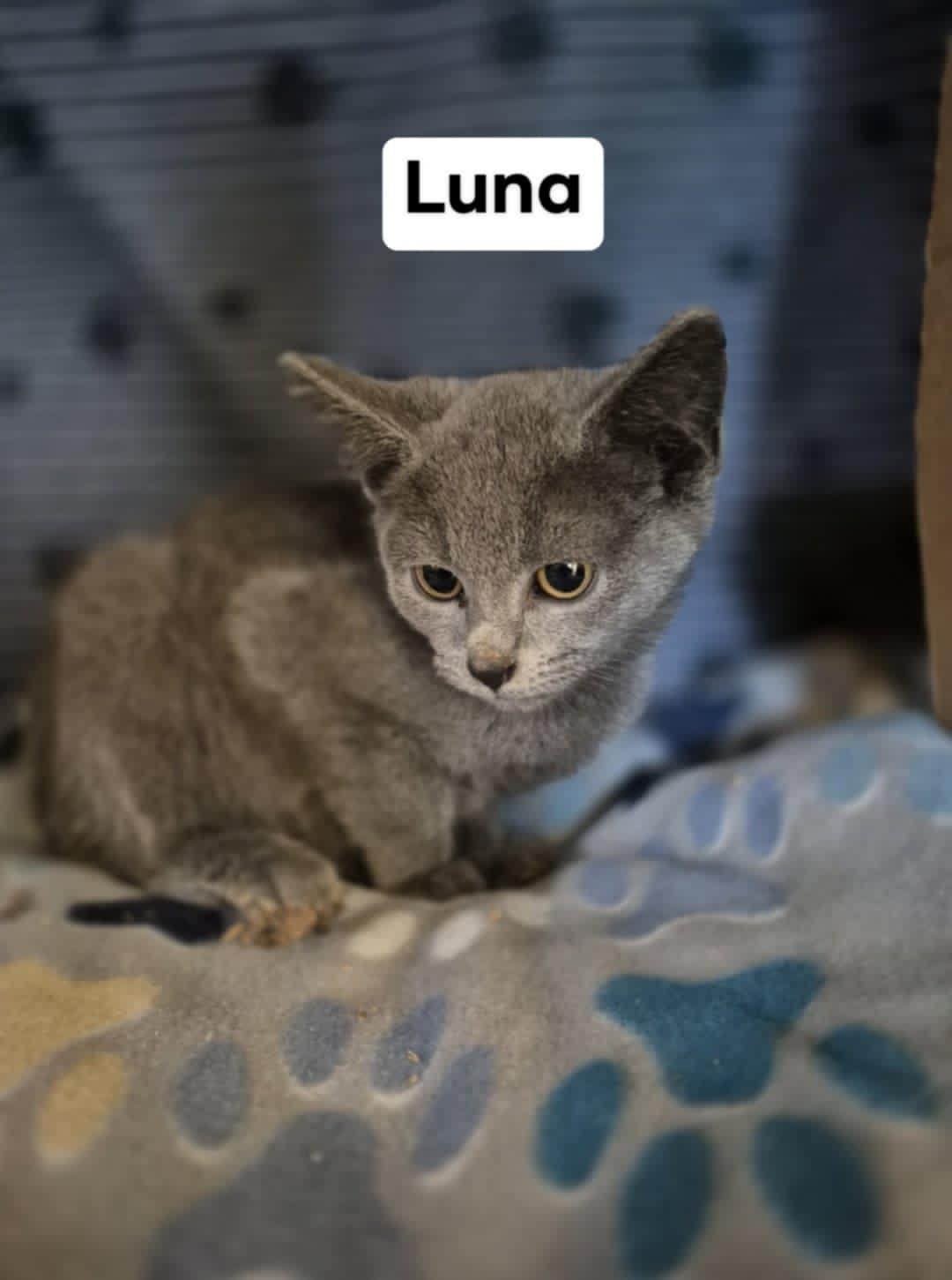 Luna