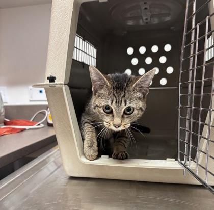 A young small-sized female Domestic Short Hair cat named Tabbertha for adoption in Atlanta, GA