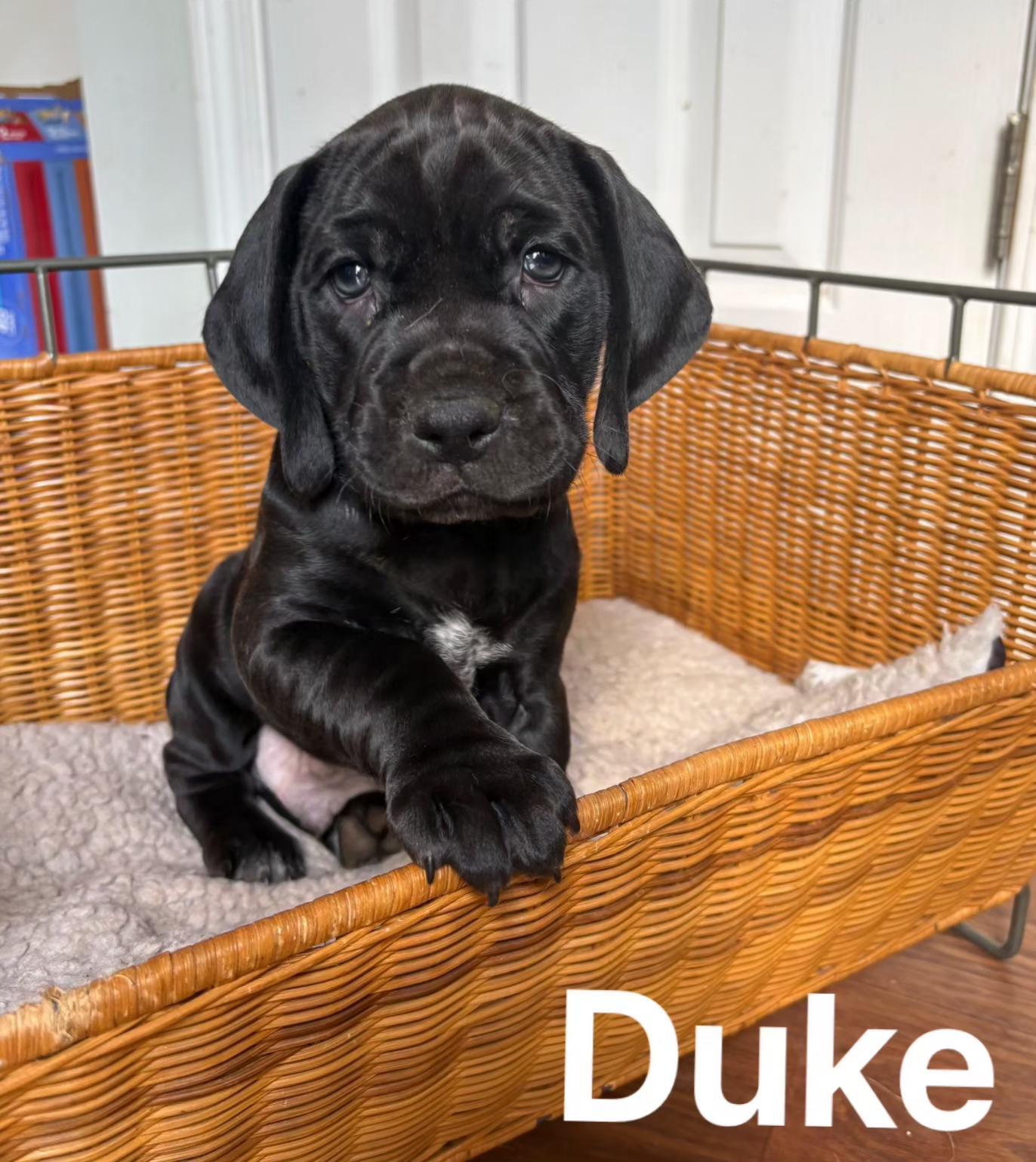 Duke