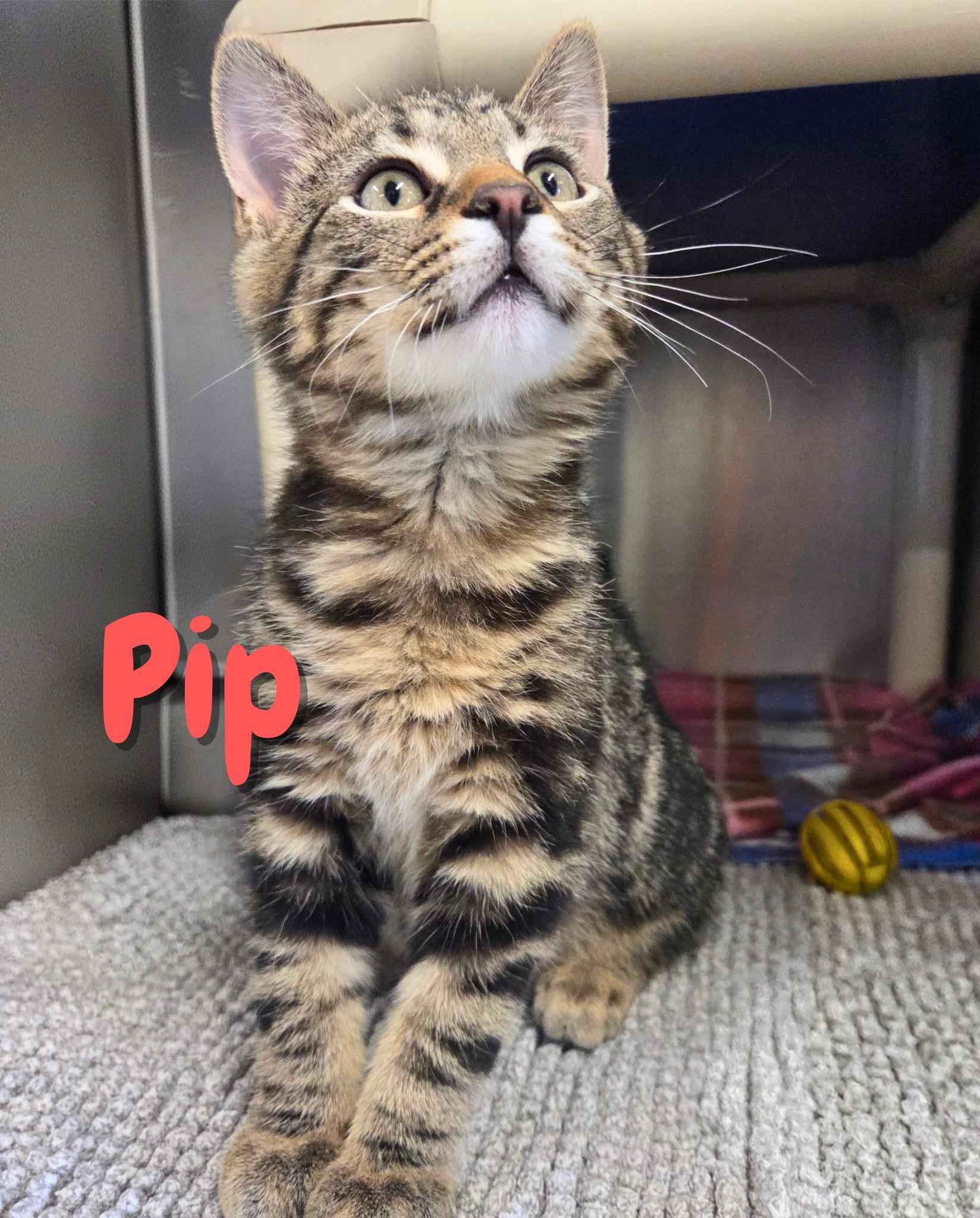 Pip