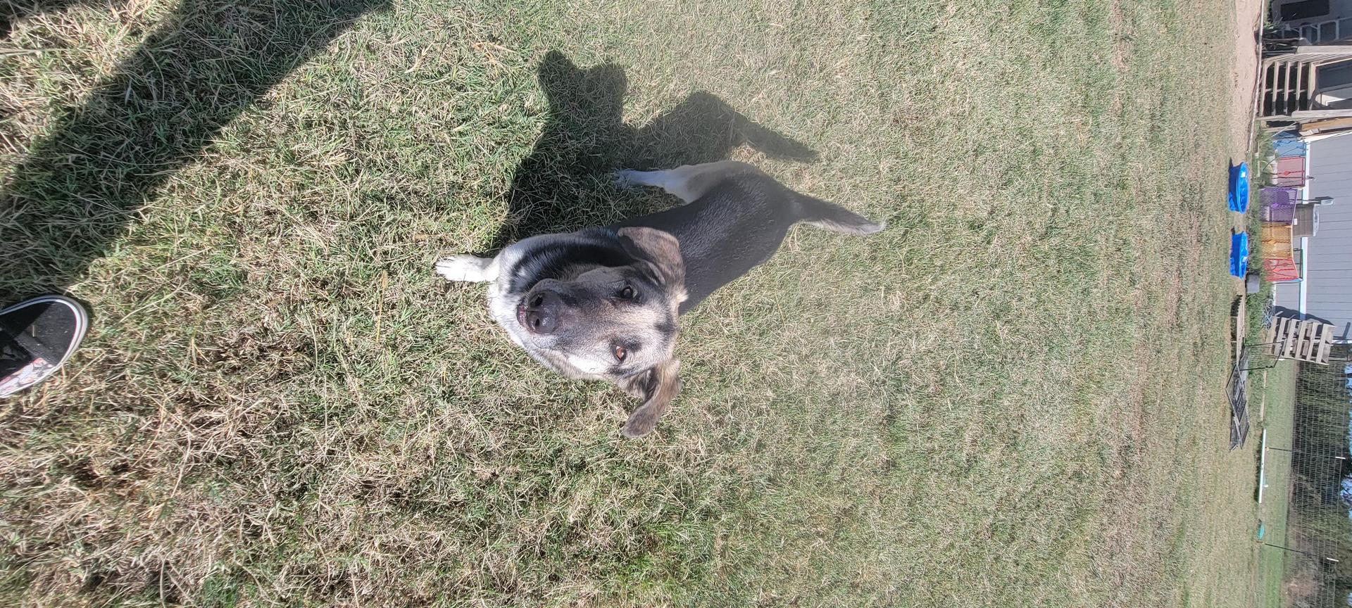 An adult medium-sized female Tricolor (Brown, Black, & White) German Shepherd Dog dog named Mini for adoption in Point, TX