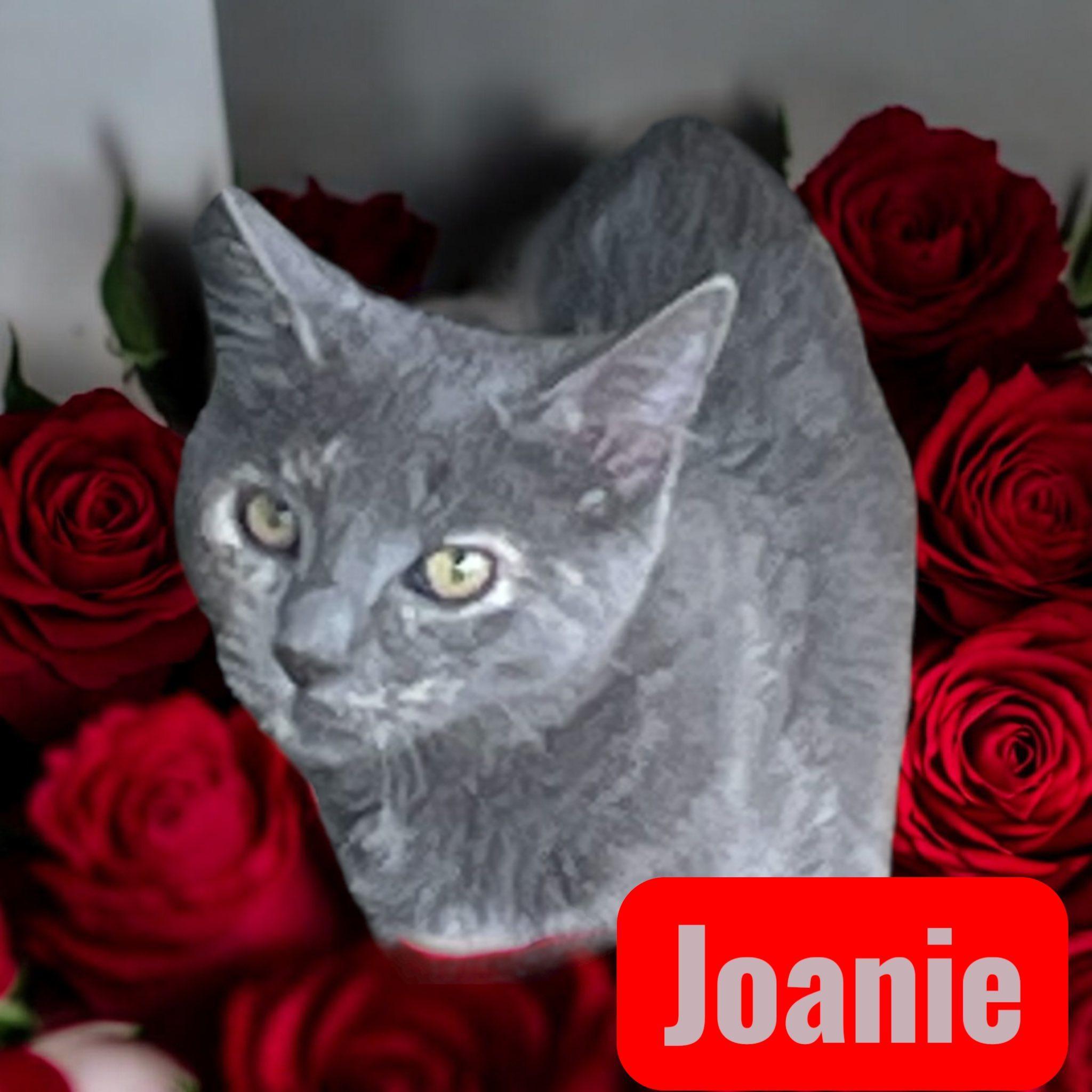 Joanie Nc