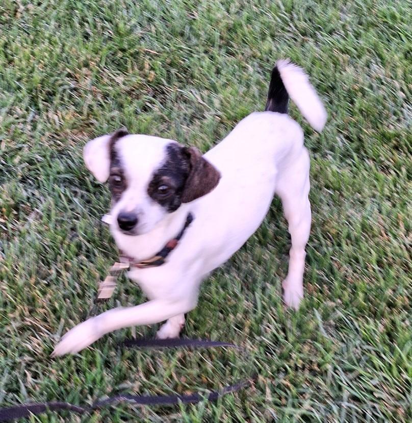An adult small-sized male White / Cream Chihuahua dog named Macho Wat for adoption in Missouri City, TX
