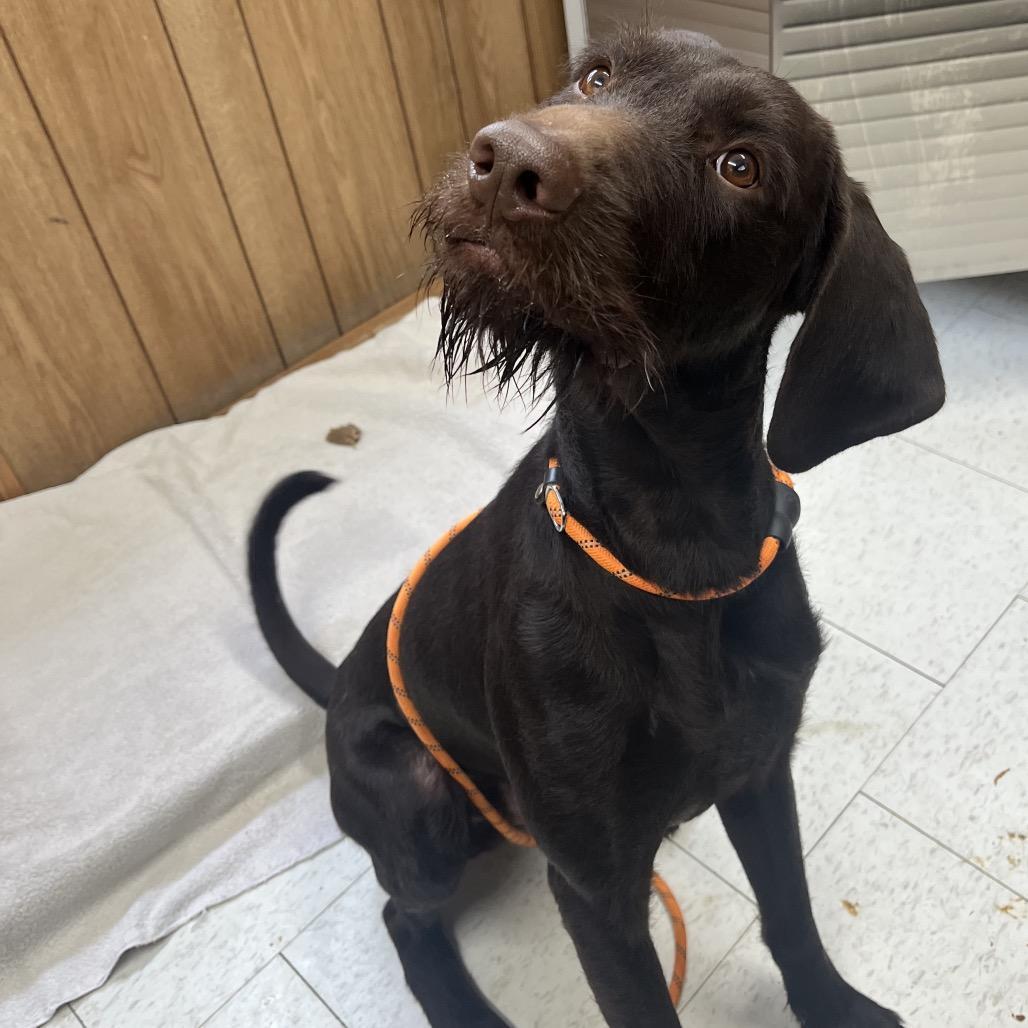 A young medium-sized male Brown / Chocolate Mixed Breed dog named Walter for adoption in Columbiana, AL