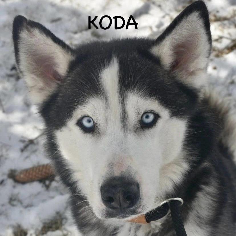 Koda