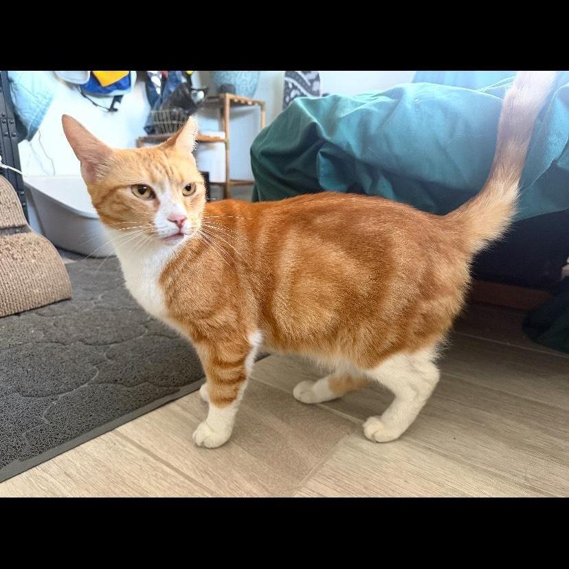 An adult medium-sized female Orange / Red Domestic Short Hair cat named June for adoption in Boca Raton, FL