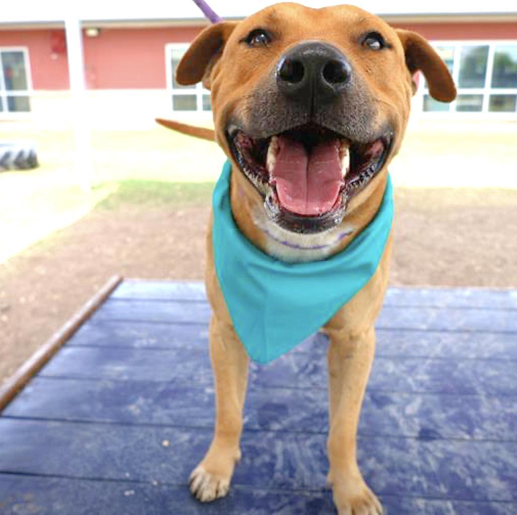 A young medium-sized male Yellow / Tan / Blond / Fawn American Staffordshire Terrier dog named Buddy for adoption in Longview, TX
