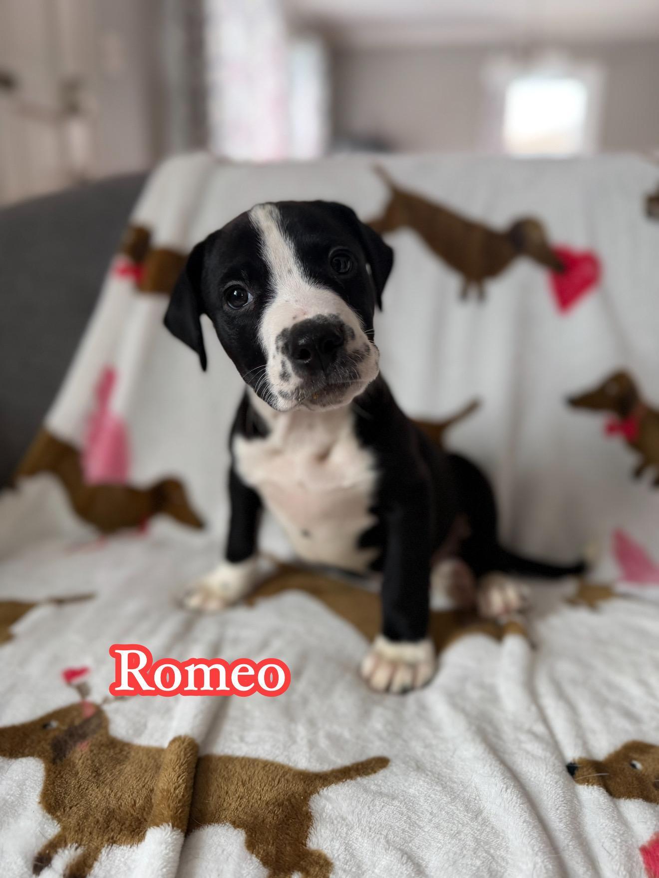 Romeo