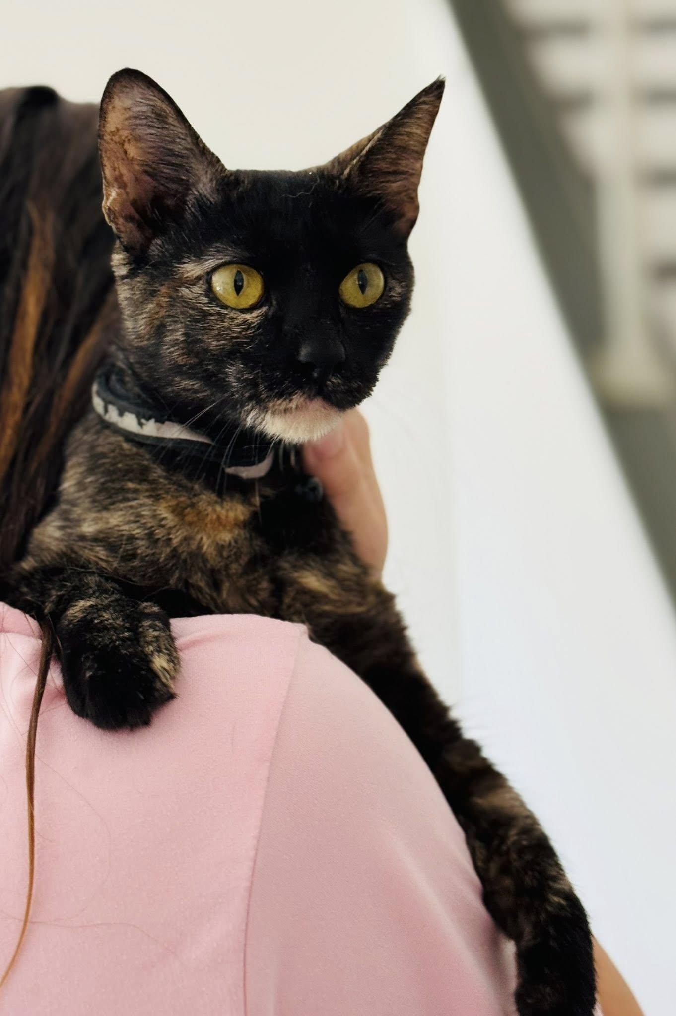 A young medium-sized female Dilute Tortoiseshell Domestic Short Hair cat named Amaretto for adoption in Allen, TX
