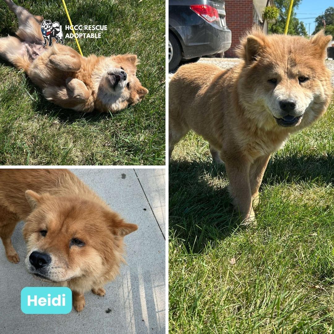 A young medium-sized female Red / Chestnut / Orange Chow Chow dog named Henna & Heidi for adoption in Houston, TX