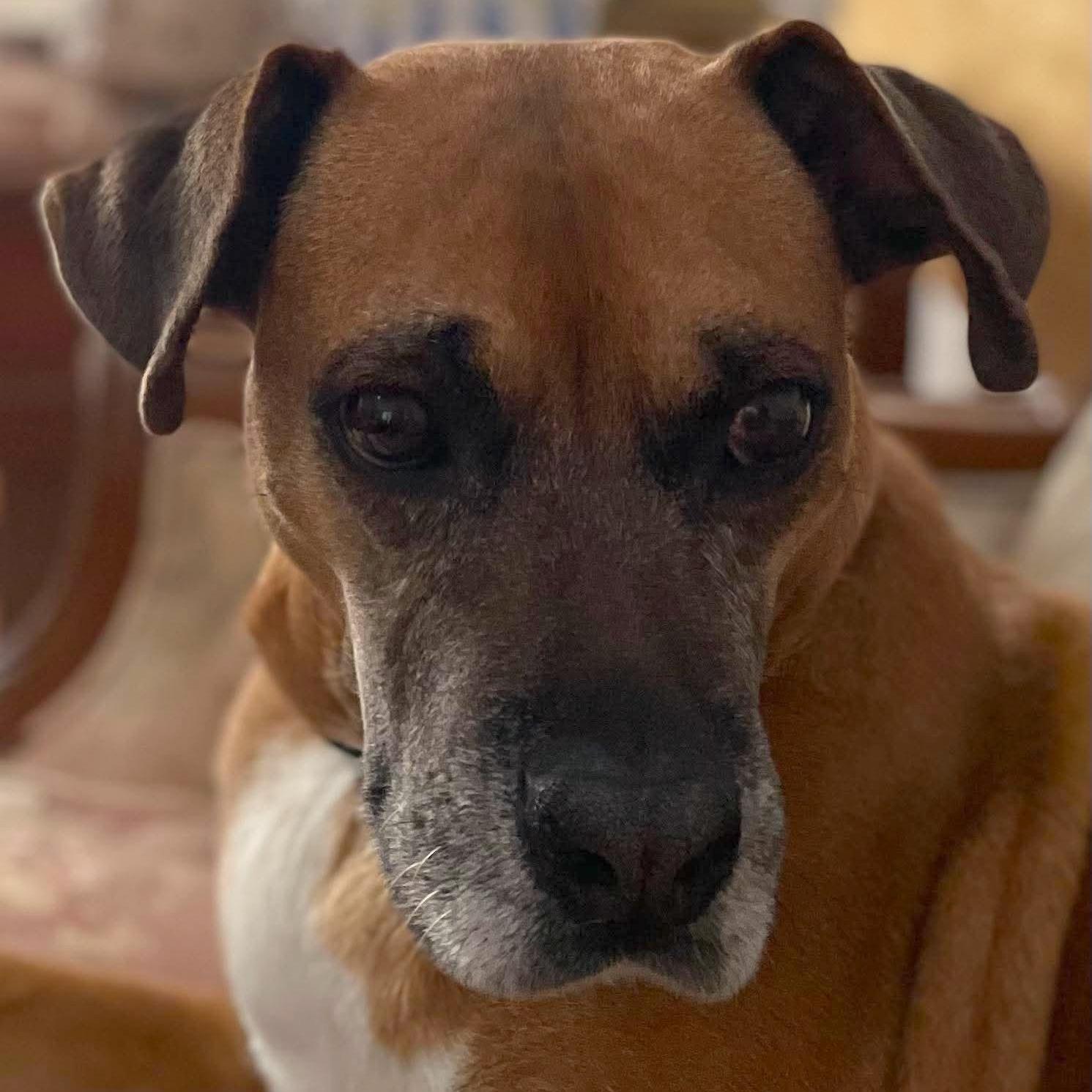 An adult medium-sized female Red / Chestnut / Orange Boxer dog named Sabine for adoption in Warren, RI