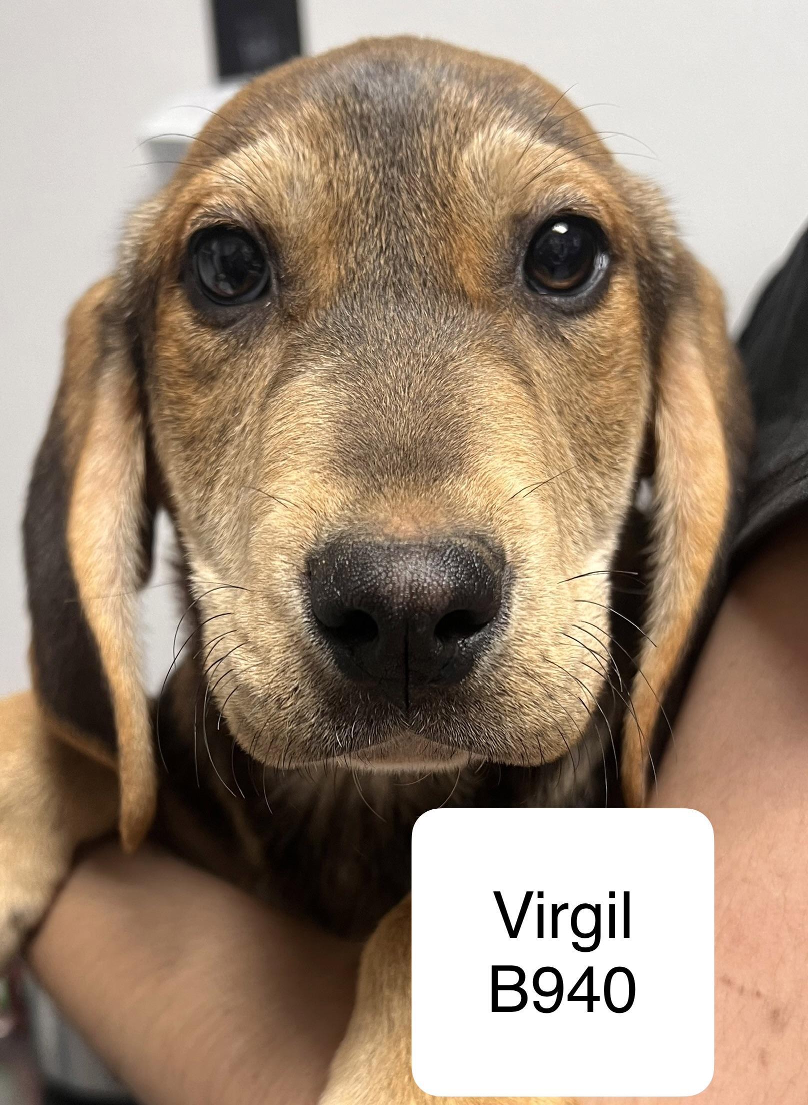 Virgil