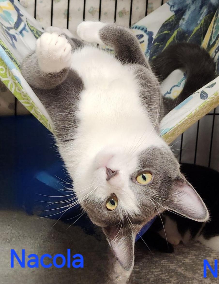 Nacola