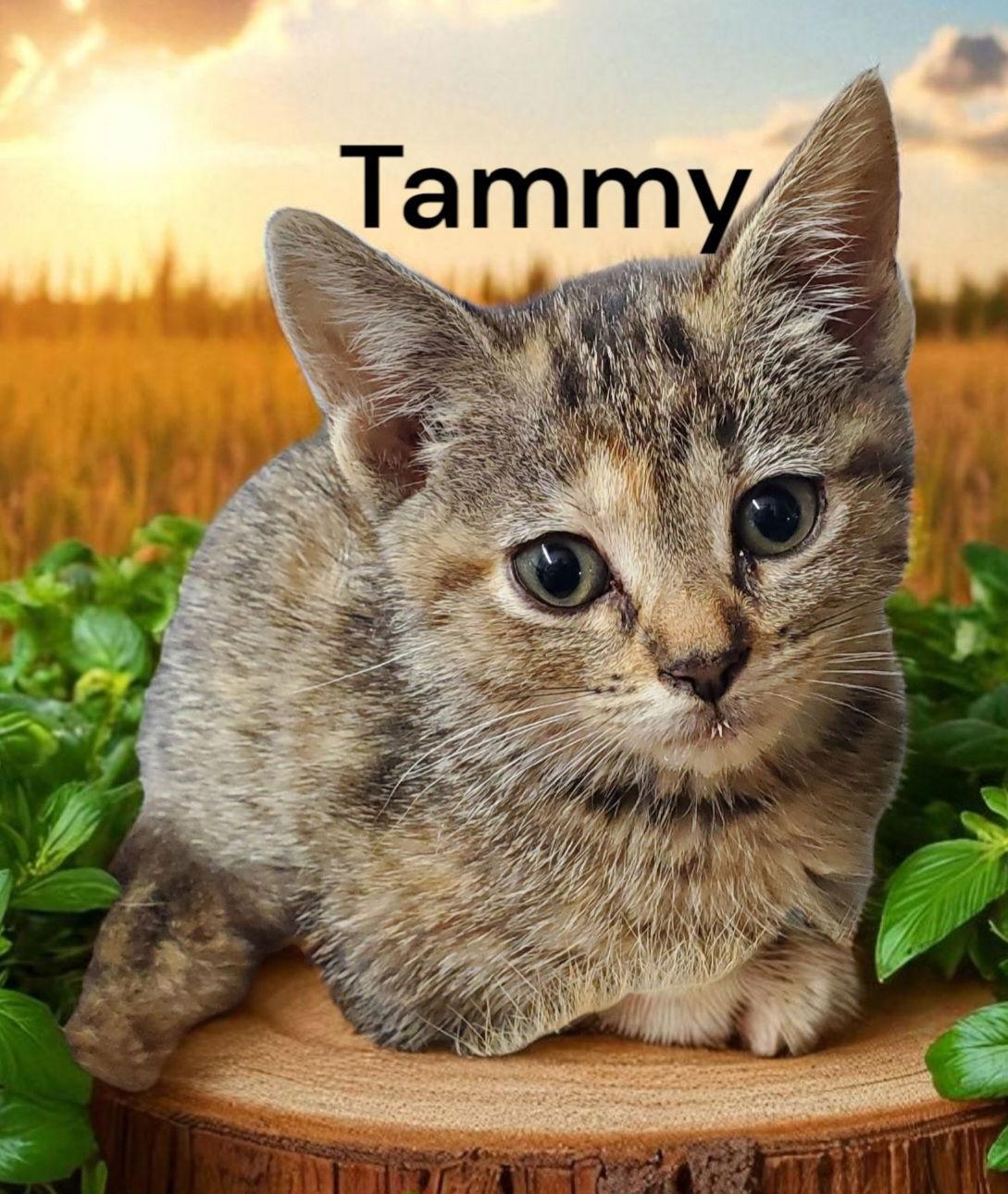 Tammy