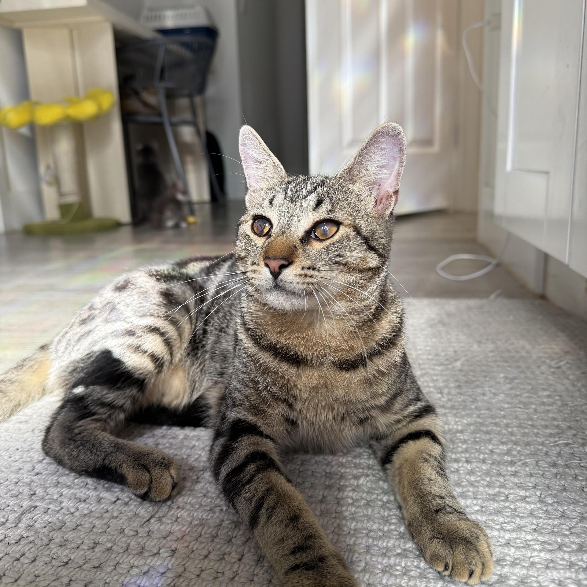 A baby small-sized male Tabby (Brown / Chocolate) Domestic Short Hair cat named Winky for adoption in Boca Raton, FL