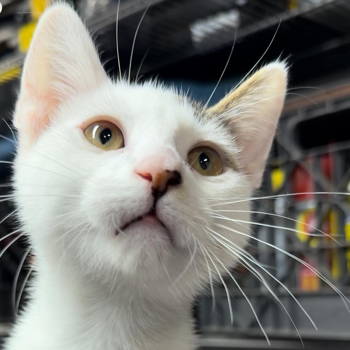 A baby small-sized male White Domestic Short Hair cat named Teo for adoption in Miami, FL