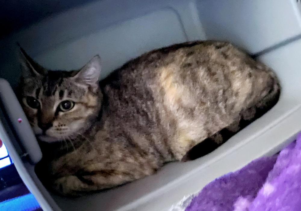 Wanda Maximoff photo 1