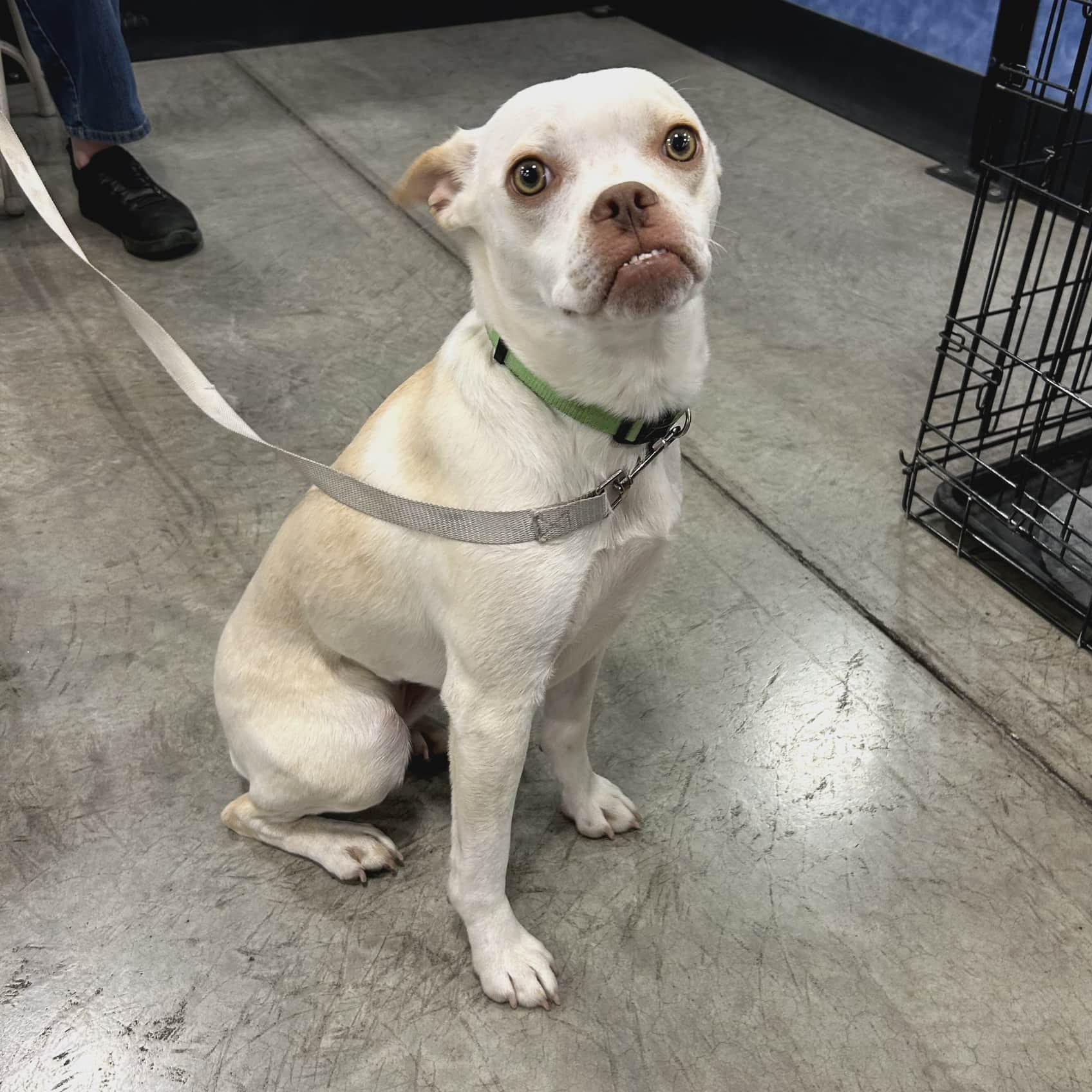 A young small-sized female Apricot / Beige Boston Terrier dog named Hero for adoption in Millville, UT