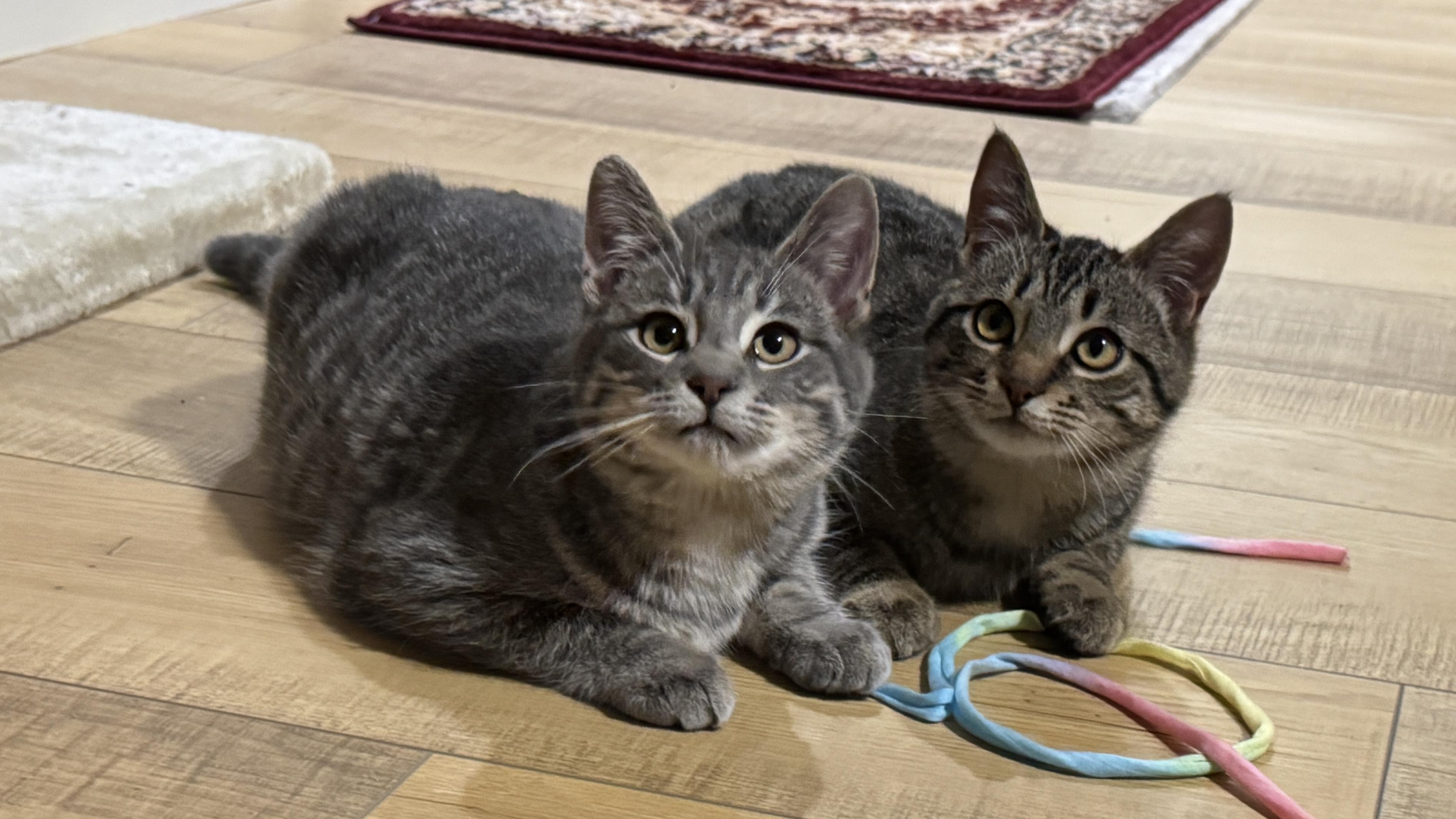 Milo From “max And