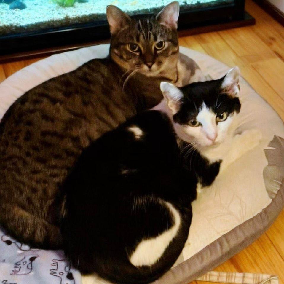 Missy & Minnie photo 1