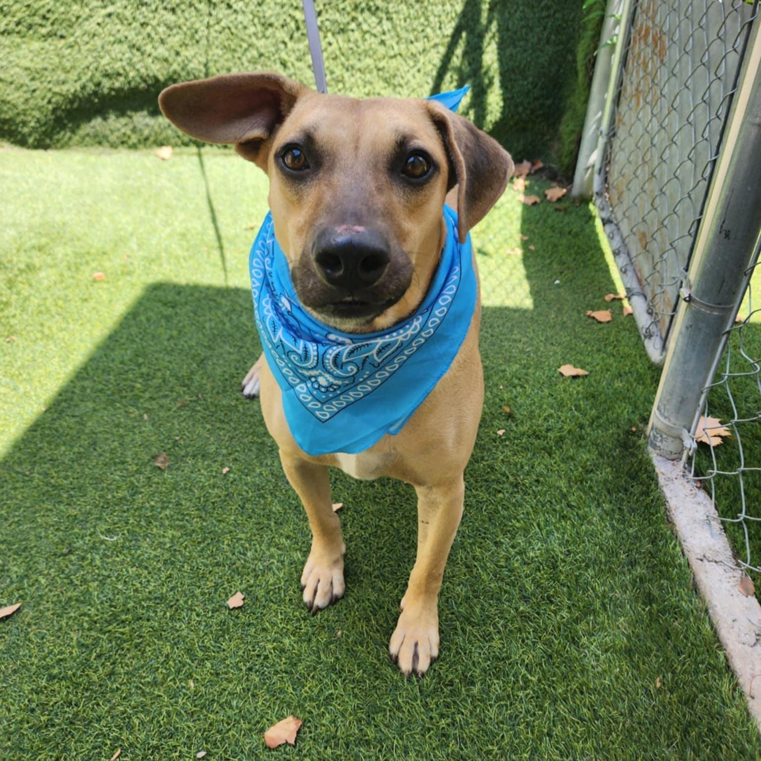 A young large-sized male Apricot / Beige Black Mouth Cur dog named Jack for adoption in Oak Point, TX