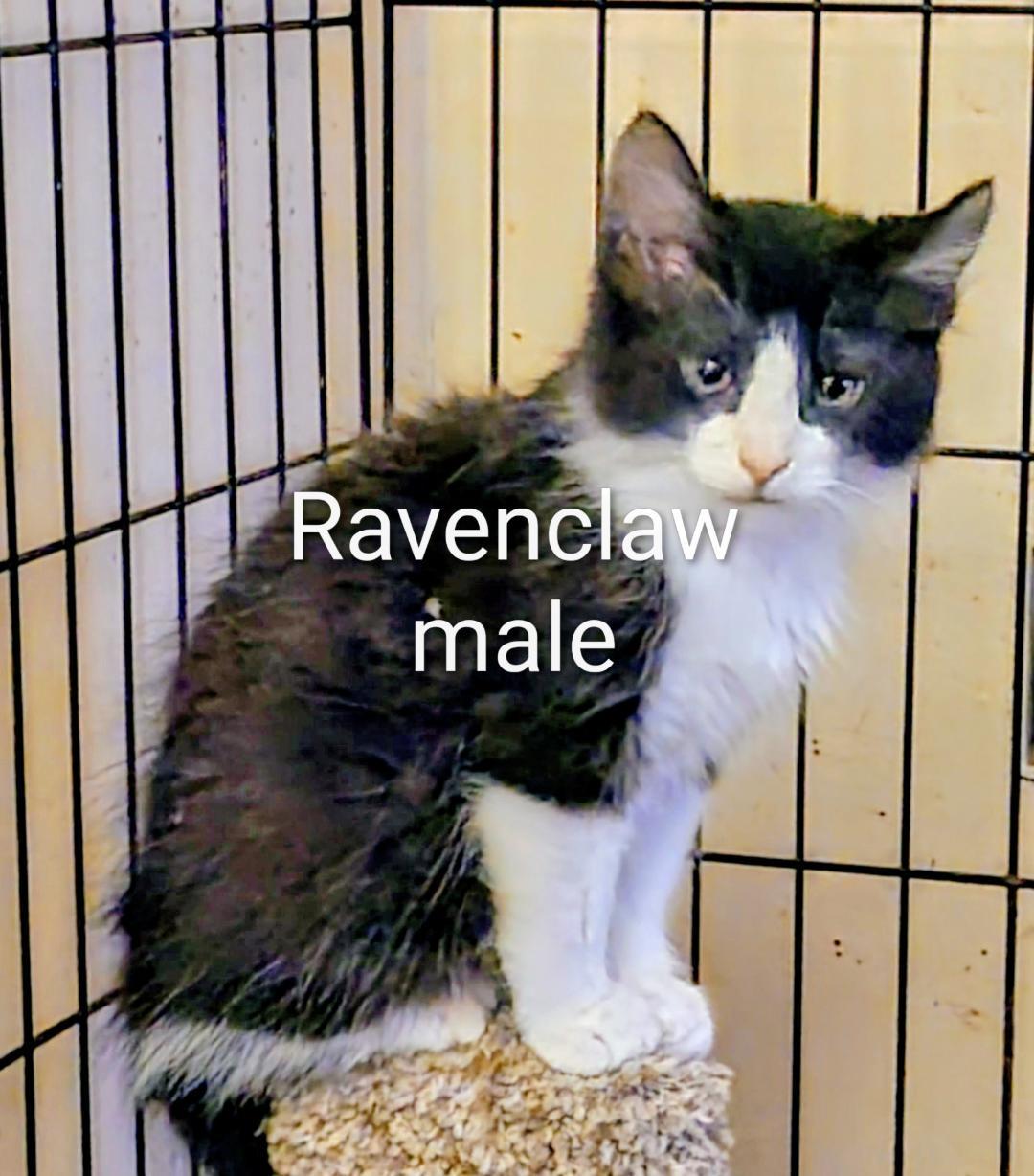 Ravenclaw