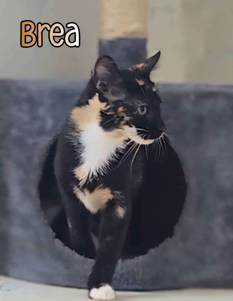 Brea