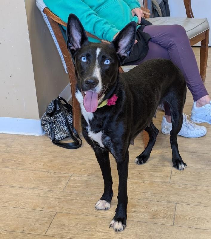 An adult medium-sized female Bicolor Border Collie dog named Onyx for adoption in Scottsburg, IN