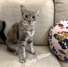 Lady Willow Bigheartedlapcat