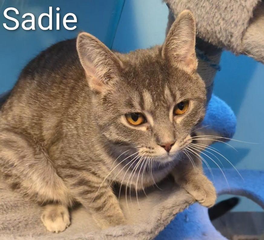 Sadie