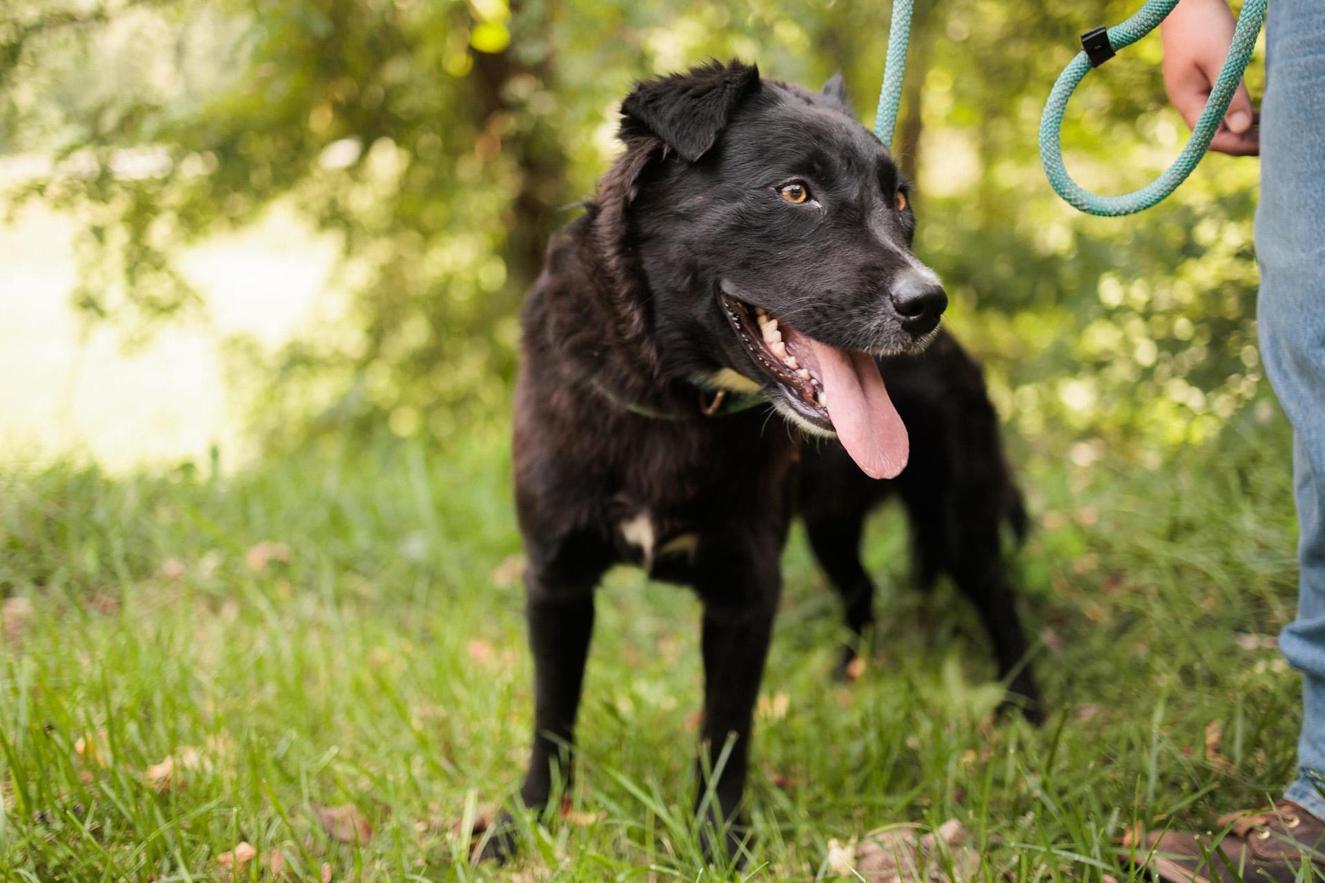 An adult small-sized female Mixed Breed dog named Enyatransport for adoption in Gradyville, KY