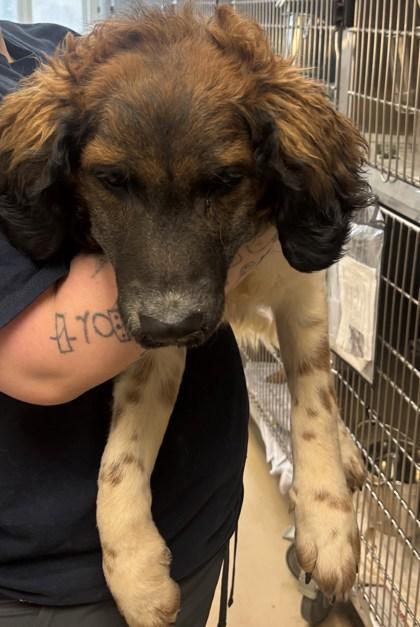 A baby large-sized male Mixed Breed dog named Scouty Pouty for adoption in Chamblee, GA