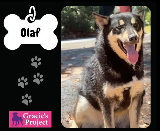 An adult large-sized male Black German Shepherd Dog dog named Olaf for adoption in Canyon, TX