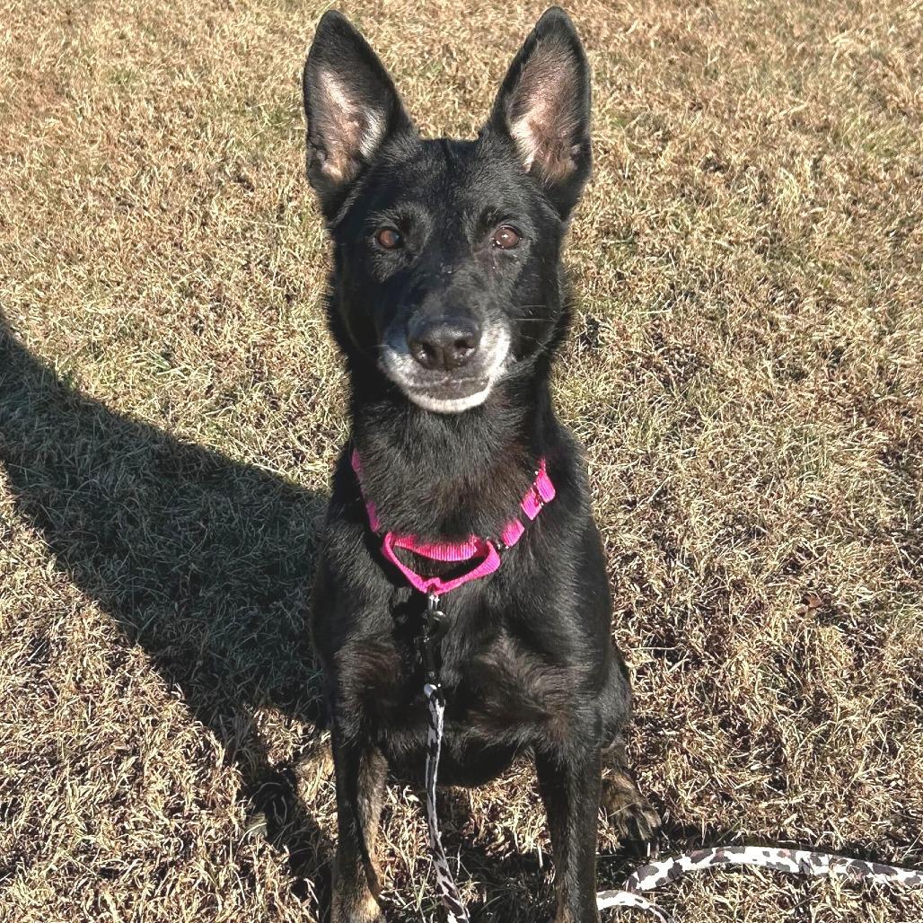 A senior large-sized female Black German Shepherd Dog dog named Lyra for adoption in Marshall, VA