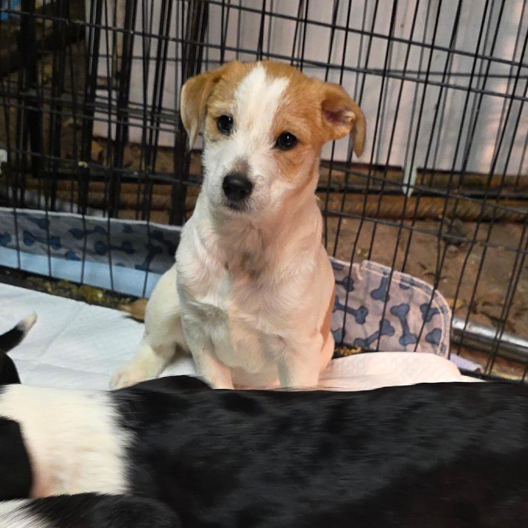 A baby medium-sized female White / Cream Mixed Breed dog named Holly for adoption in Alexandria, VA