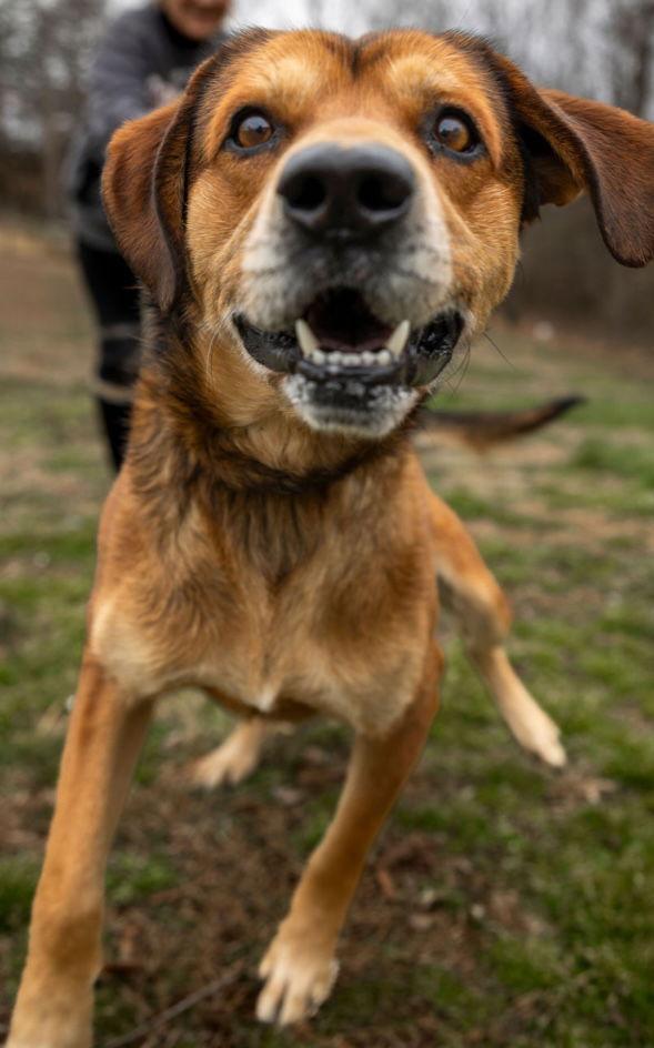 A young large-sized male Mountain Cur dog named Dallas for adoption in Sparta, TN