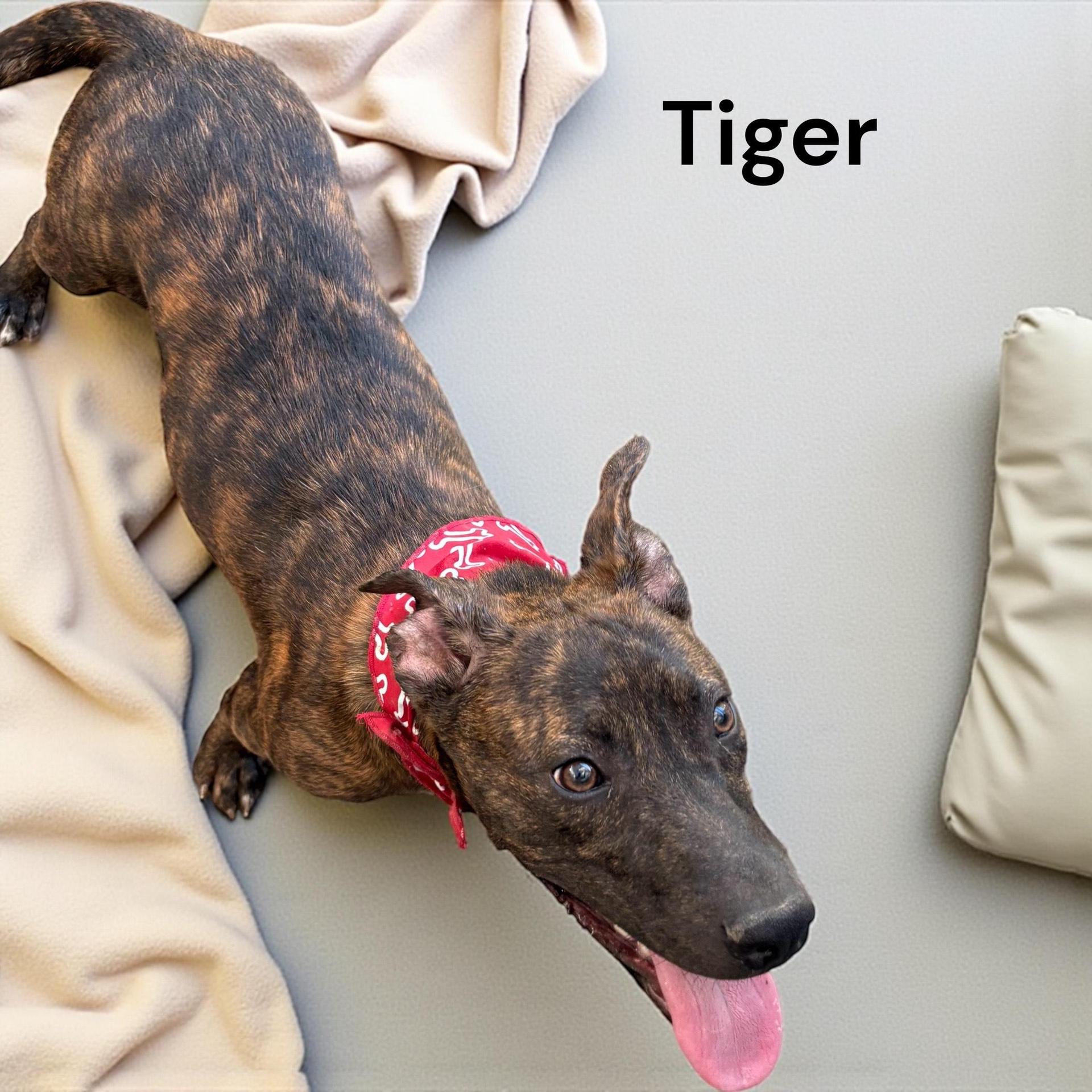 Tiger
