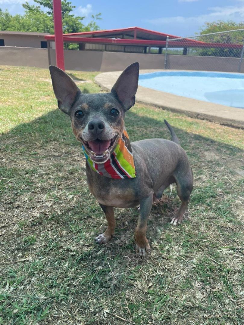 A senior small-sized male Gray / Blue / Silver Chihuahua dog named Lolo for adoption in Humacao, PR