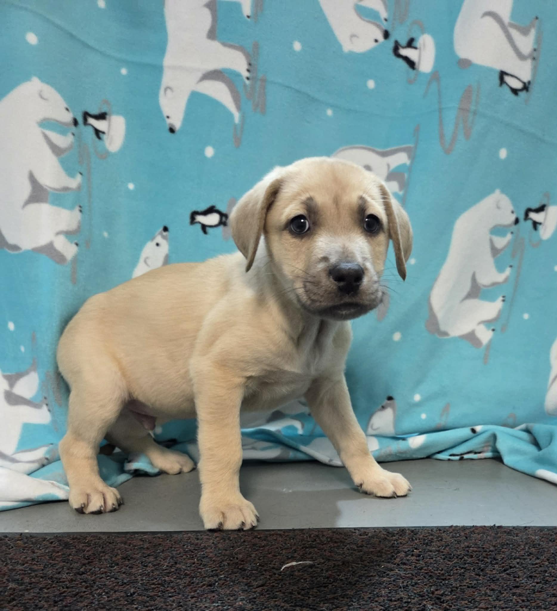 Sky The Shepherd Mix