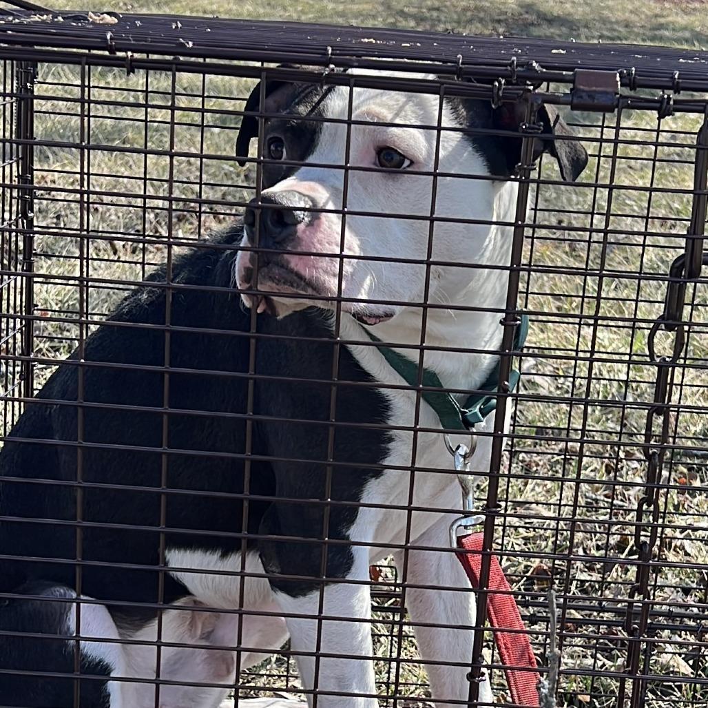 An adult medium-sized male Black Boxer dog named Pharaoh for adoption in East Saint Louis, IL