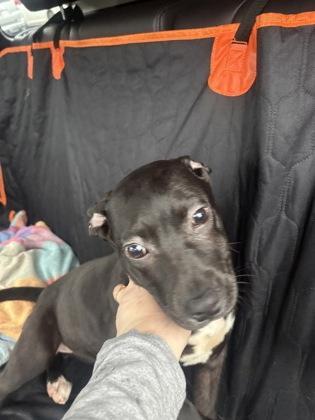 A baby small-sized female Mixed Breed dog named Firelily for adoption in Chamblee, GA