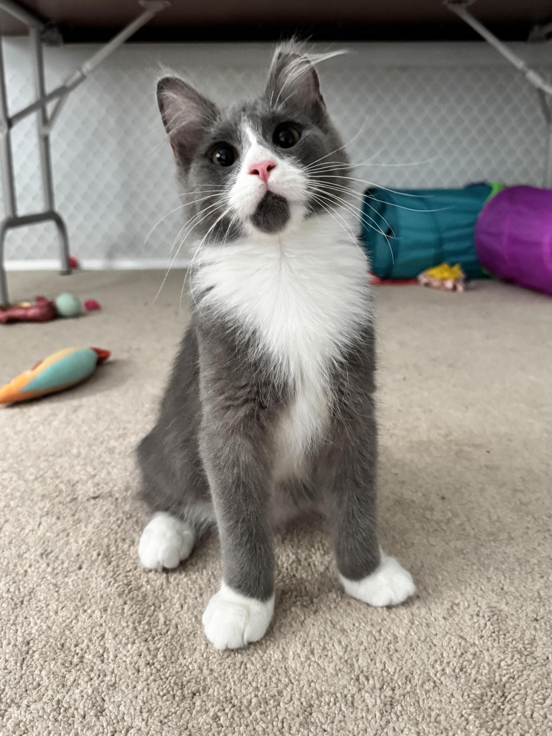A baby medium-sized male Gray & White Domestic Medium Hair cat named Thor for adoption in Puyallup, WA