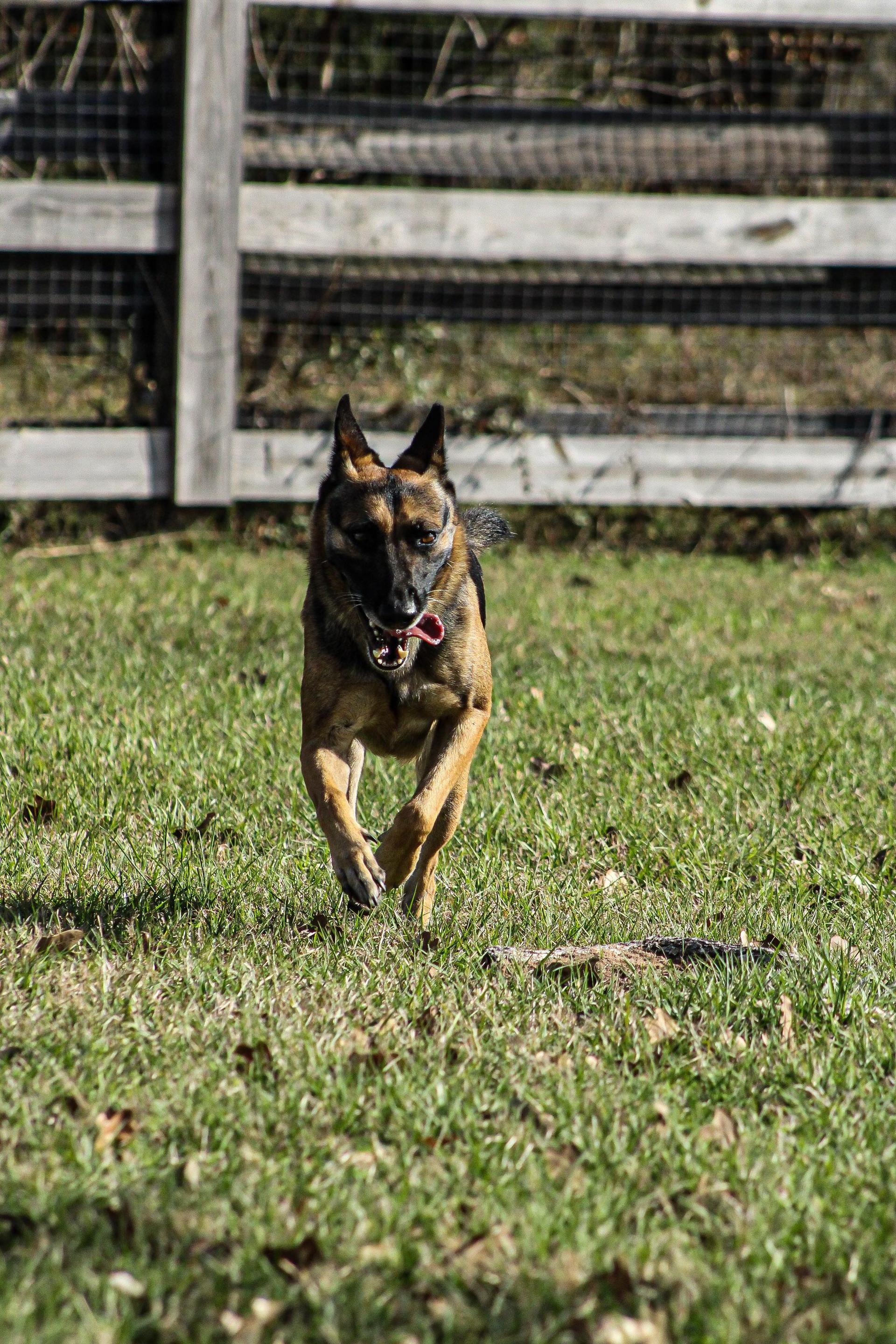 An adult medium-sized female Black German Shepherd Dog dog named Olive for adoption in Houston, TX