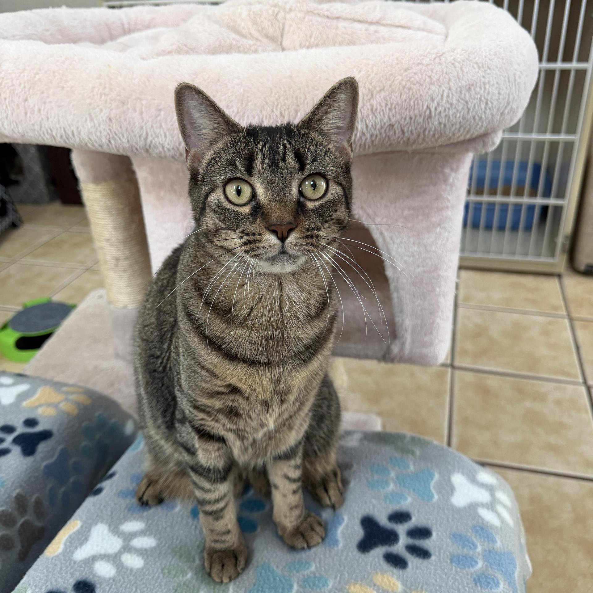 A baby medium-sized female Tabby (Brown / Chocolate) Domestic Short Hair cat named Molly for adoption in Hamilton, NJ
