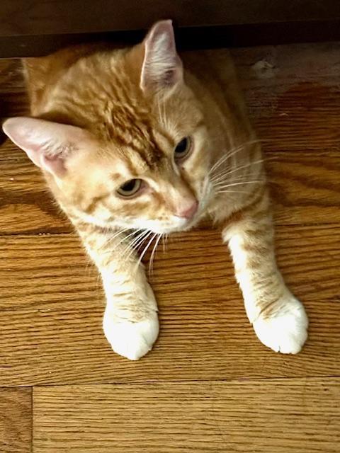 A young small-sized female Orange & White Domestic Short Hair cat named Lola for adoption in New York, NY
