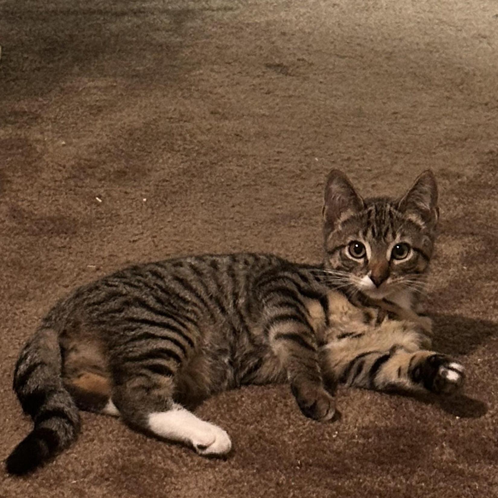 A young medium-sized male Tabby (Gray / Blue / Silver) Tabby cat named Boots for adoption in Oakland, CA