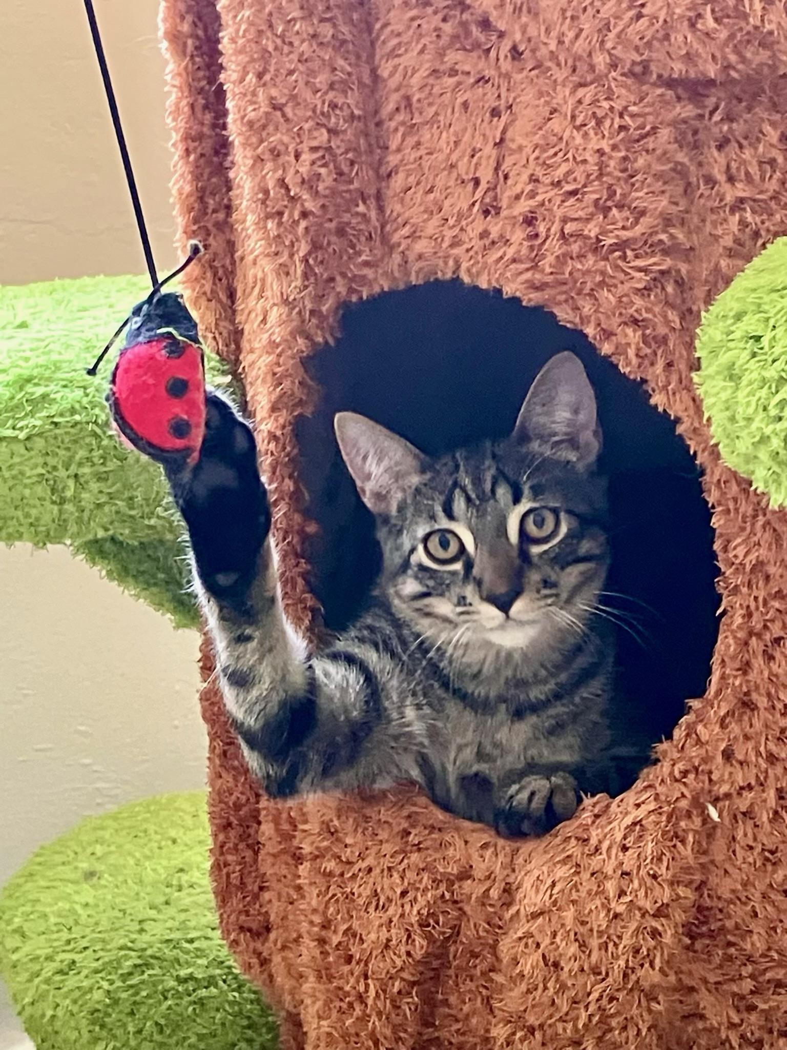 A baby small-sized male Tabby (Buff / Tan / Fawn) Domestic Short Hair cat named Nitro for adoption in Boca Raton, FL