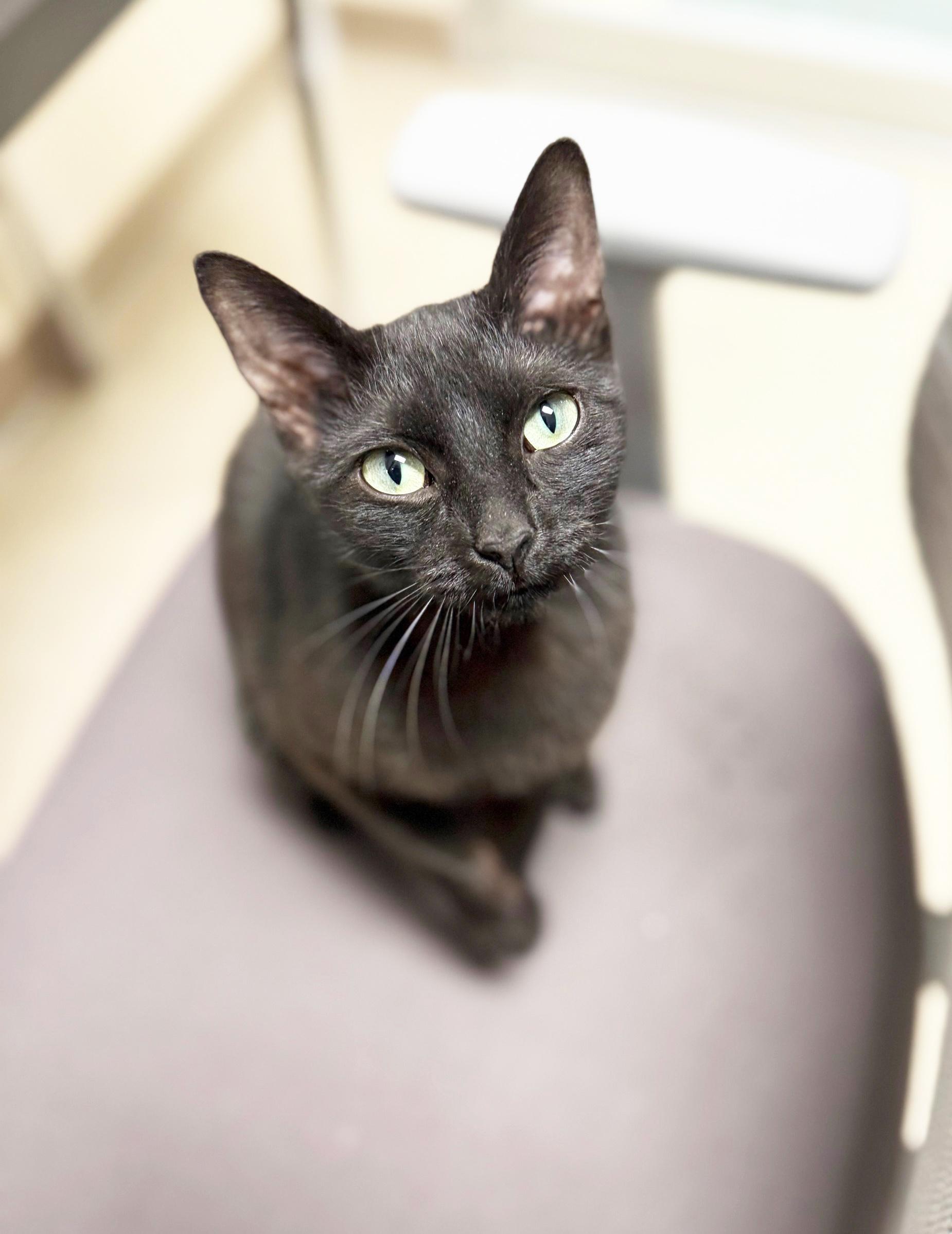 Elizabeth Taylor Super